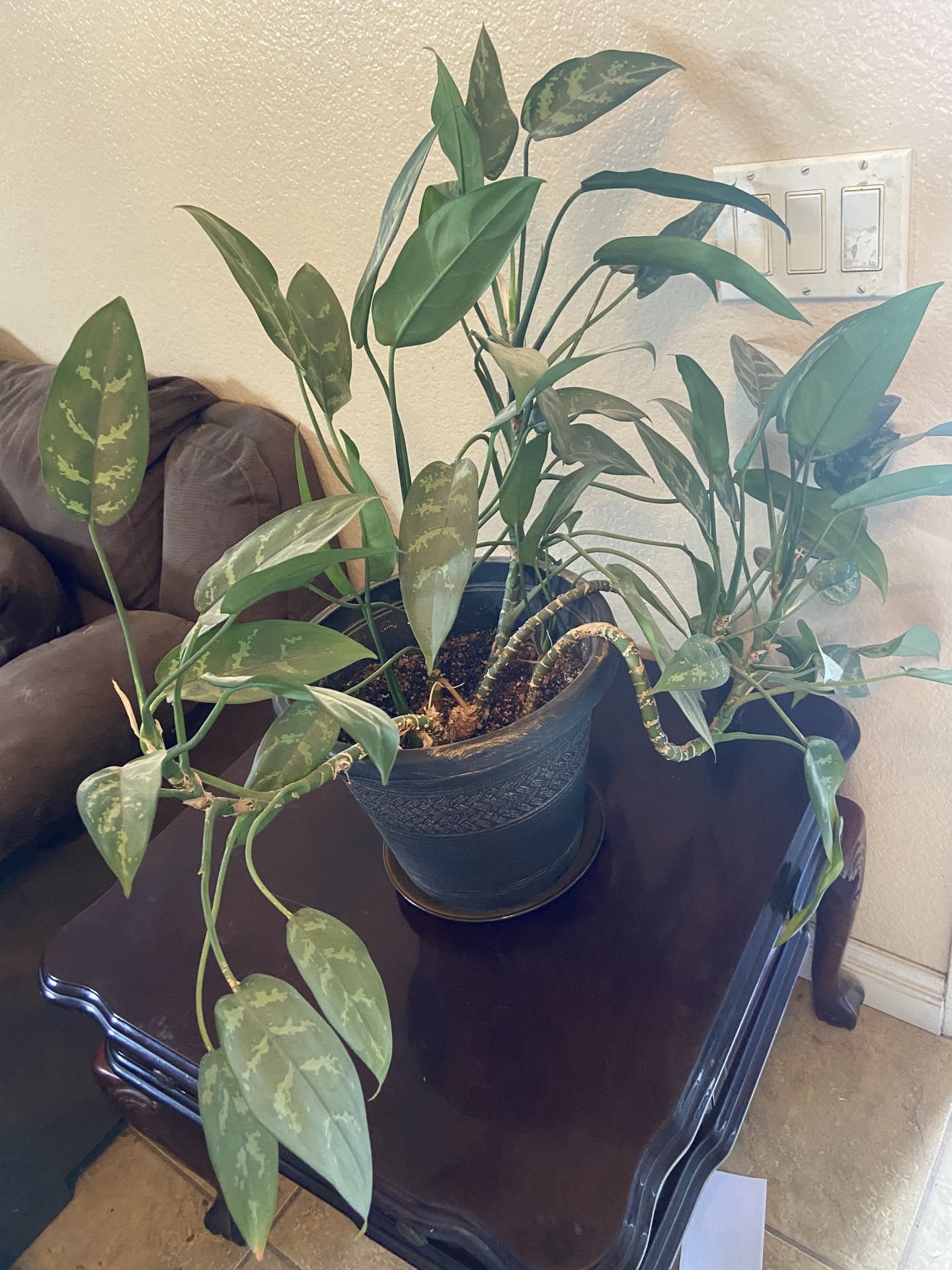 House Plant