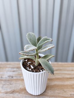 Title: Panda Plant (Kalanchoe tomentosa) Succulent in White Ribbed Pot