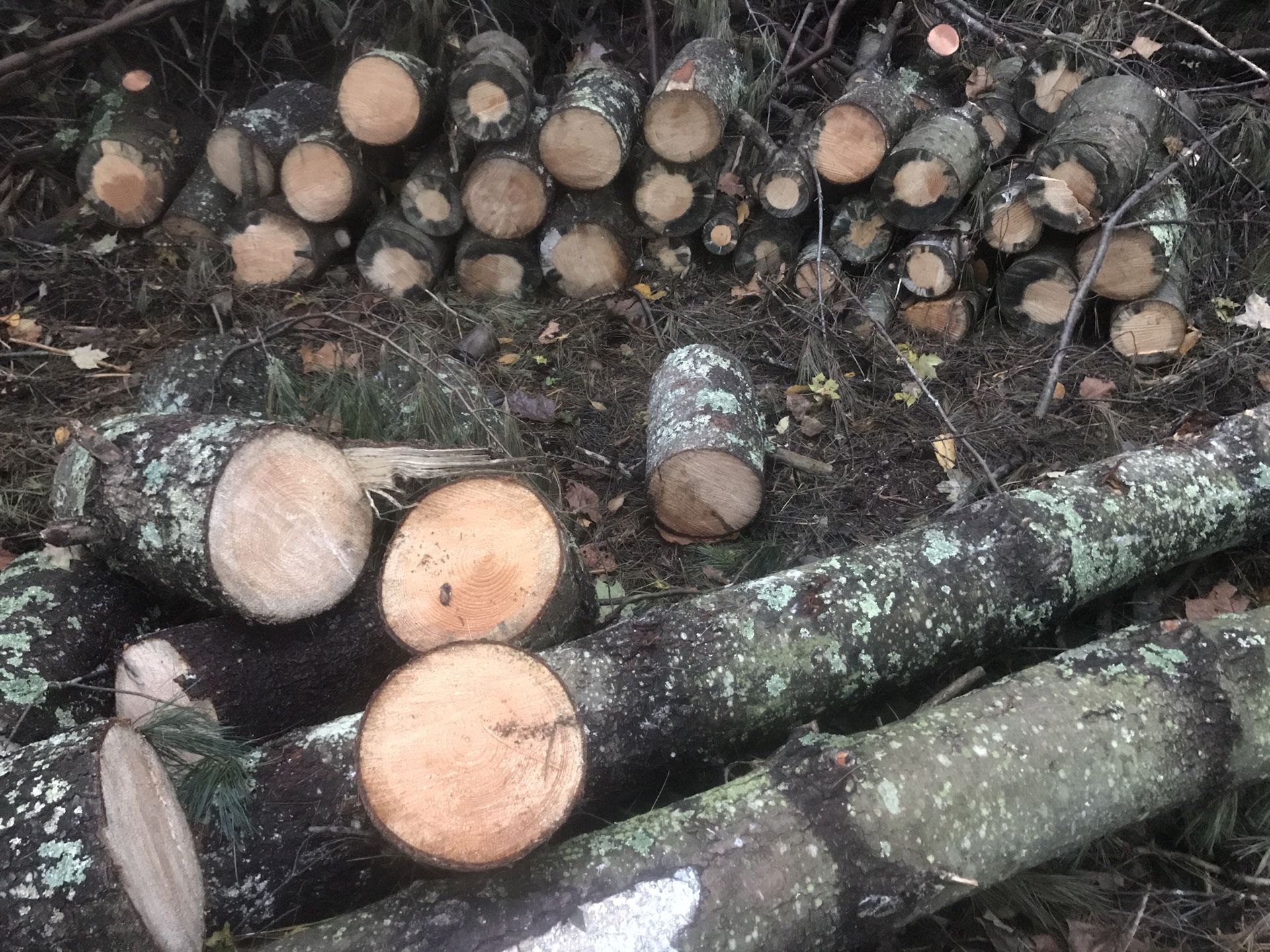 Fire wood Logs Rounds