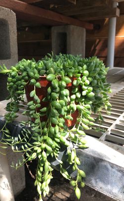 String of bead in 6 in pot plant