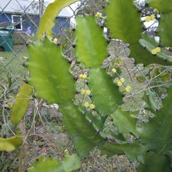 3" Cutting Euphorbia Dragon Bones Cactus $6-Ship $3.50