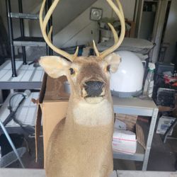 White Tail Deer Shoulder Mount