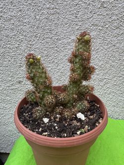 Mammillaria copper king cactus plant