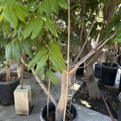 Longan Tree-thick Trunk