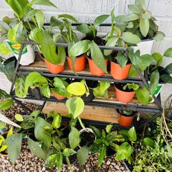 Healthy Thriving Mini Foliage Houseplants Live Plants 4” Pot - $5 each 