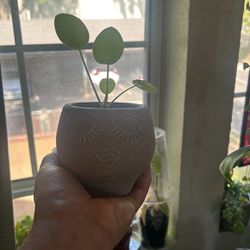 Cutie Money Plant 