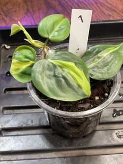 Philodendron Brasil