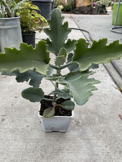 Succulent plants, 4 inches, 10 inches tall,$5 each