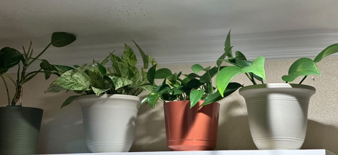 Variations of Indoor house Plants 