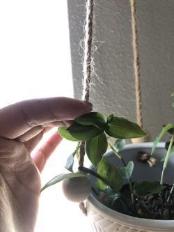 Beautiful plant and hanging pot for sale!