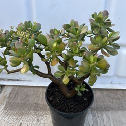 Jade Plant Succulent 