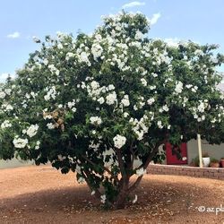 Texas White Olive 2gallon 3ft Tall 