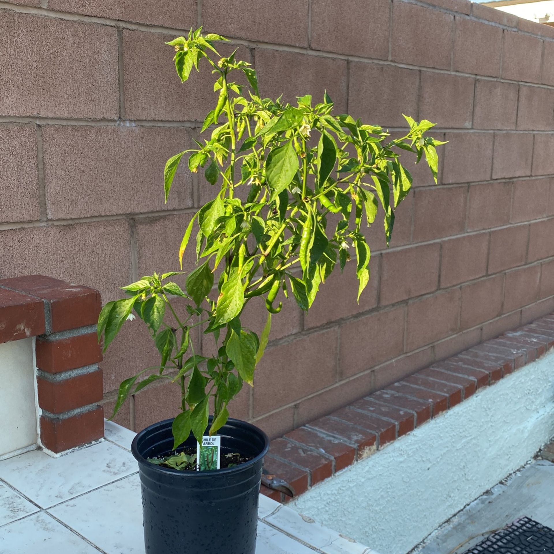 Chile de Arbol