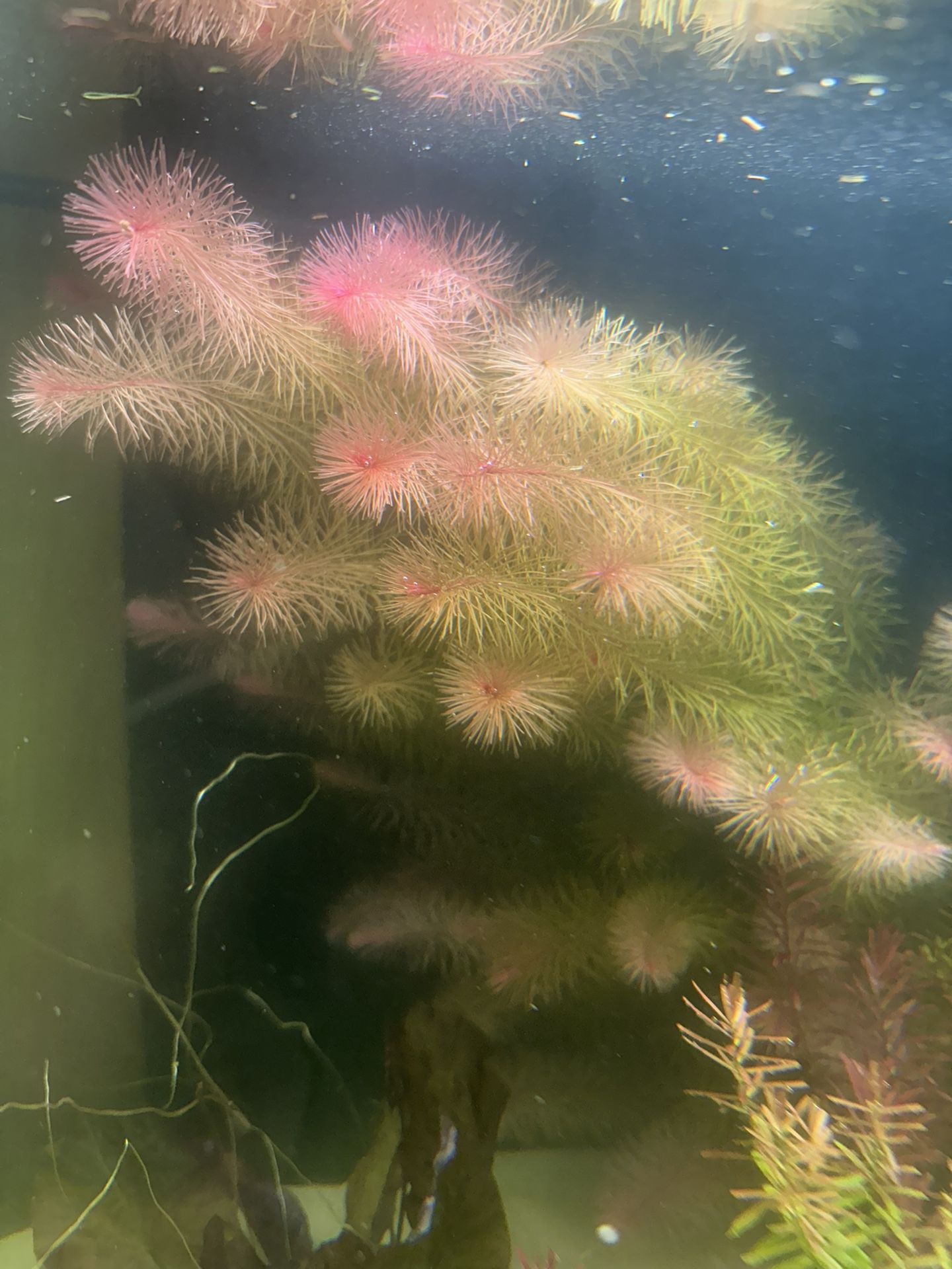 Rotala Wallichii (Royal Variant)