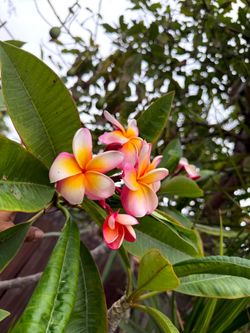 Plumeria cutting branch  $15  each  12" long