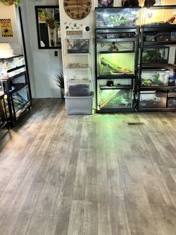 Reptile Items
