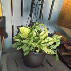 Healthy Marble Pothos