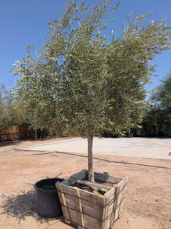 $1500 delivered large olive tree 9ft once planted