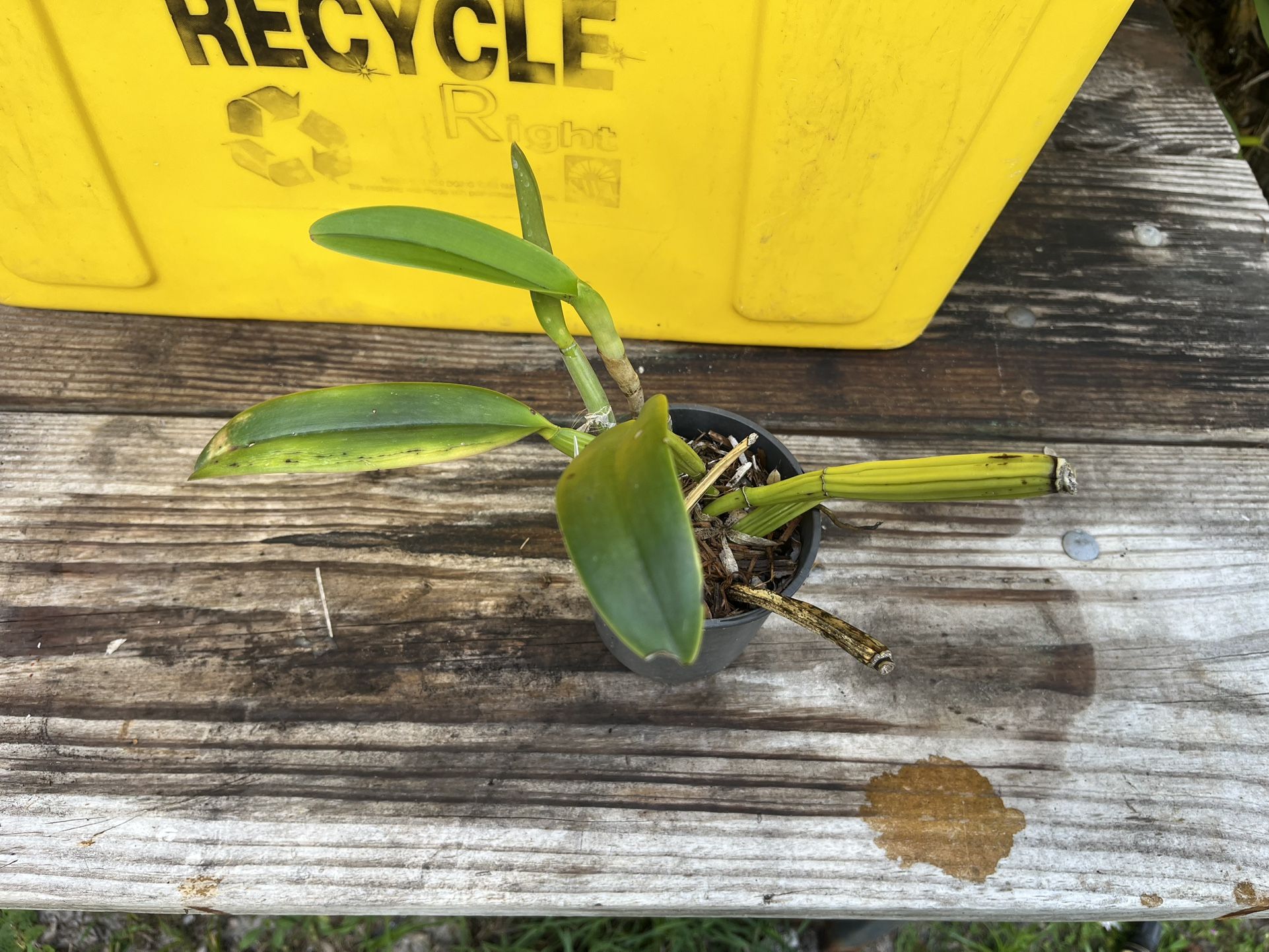 Cattleya lueddemanniana coerulea