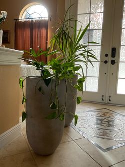 Set of 2 Large Modern Tall Floor Planters with Healthy Live Plants