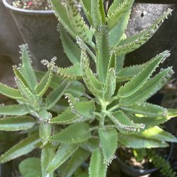Calanchoe