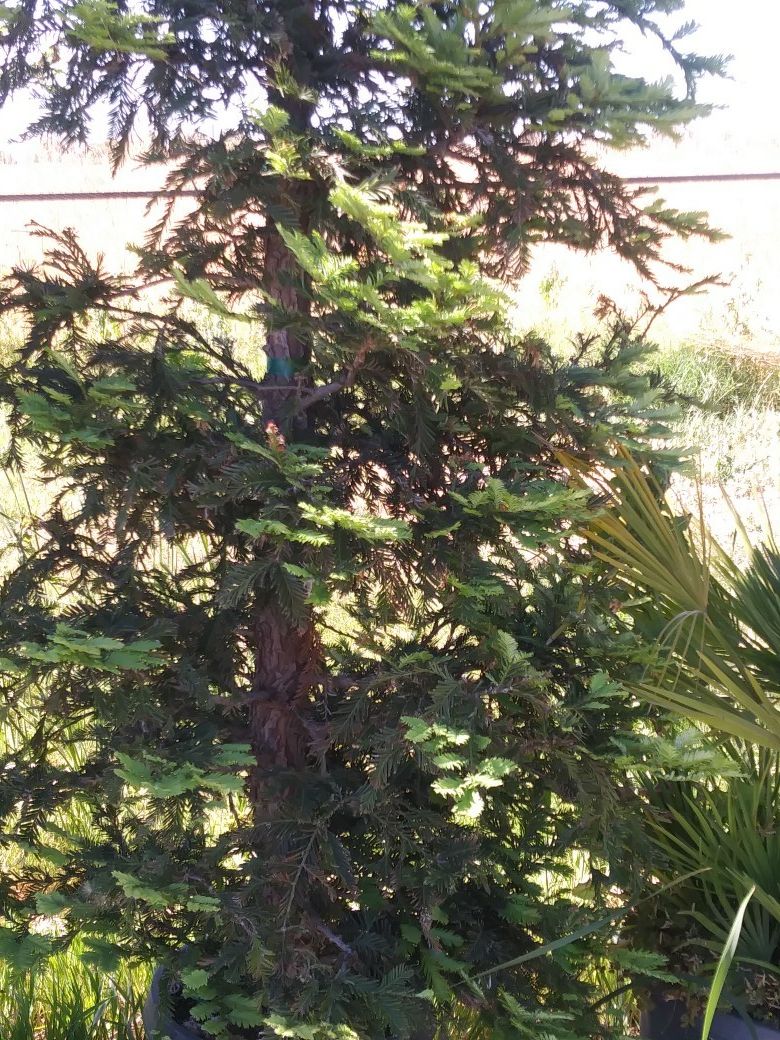 Redwood trees , Sequoia Aptos blue