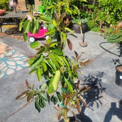 Dwarf AVOCADO TREE