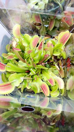 Venus Fly Trap