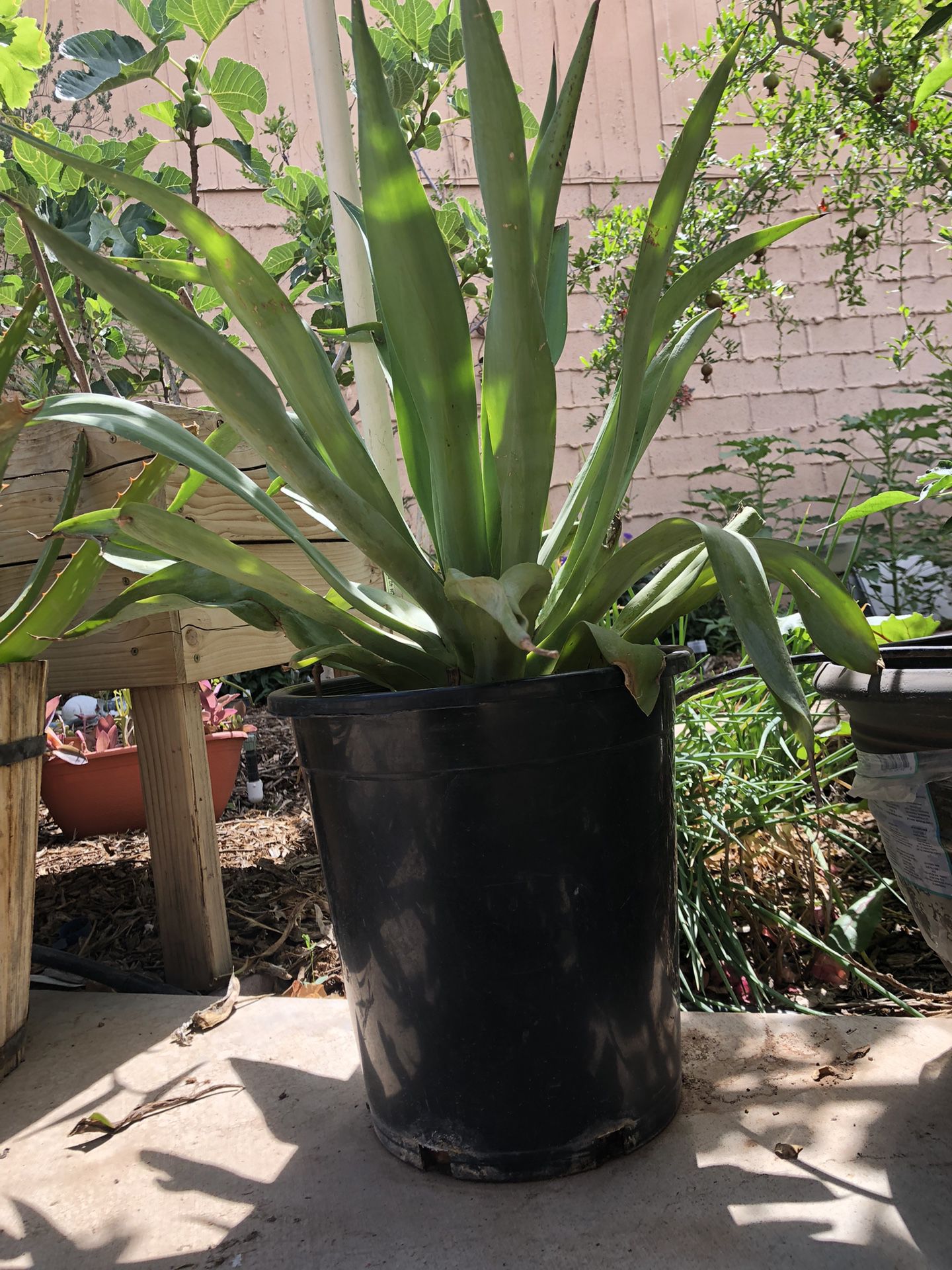 Foxtail Agave 