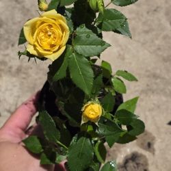 Yellow Miniature Rose Plant