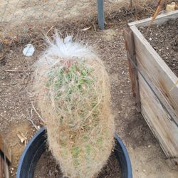 Old Man Cactus