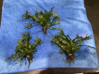 AQUARIUM JAVA PLANTS