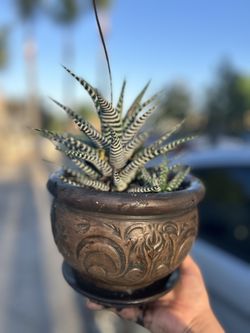 Brown Planter With Real Cactus