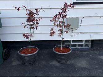 Japanese Maple  tree  4