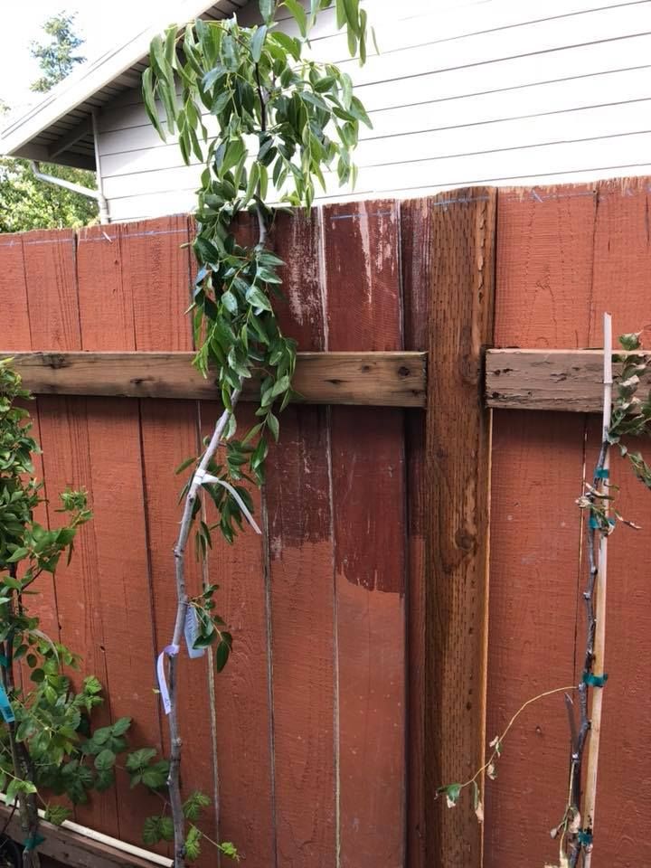 pair of jujube fruit tree 3-5 ft tall
