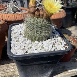 Cactus En Maceta De Tres Galones. Su Precio Es$20