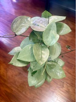 Hoya Verticillata Heart Leaf (Silver)