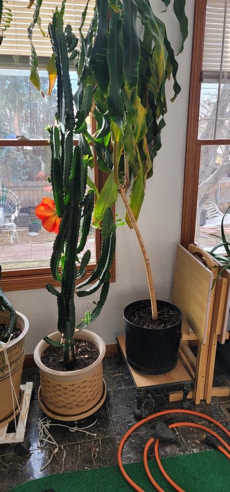 Milk‐tree♡ African Milk Tree - Mini – Plantify - Urban Nursery