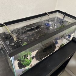 Fish Tank Setup