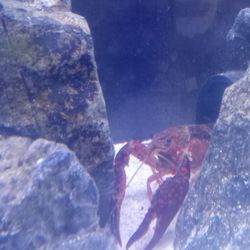 Fish Tank Decorations 