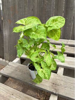 Golden Allusion Arrowhead Plants, $10 each
