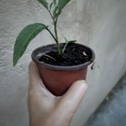 Water drop Shape Pepino Fruit Tree Sapling In 0.8 Gallon Pot