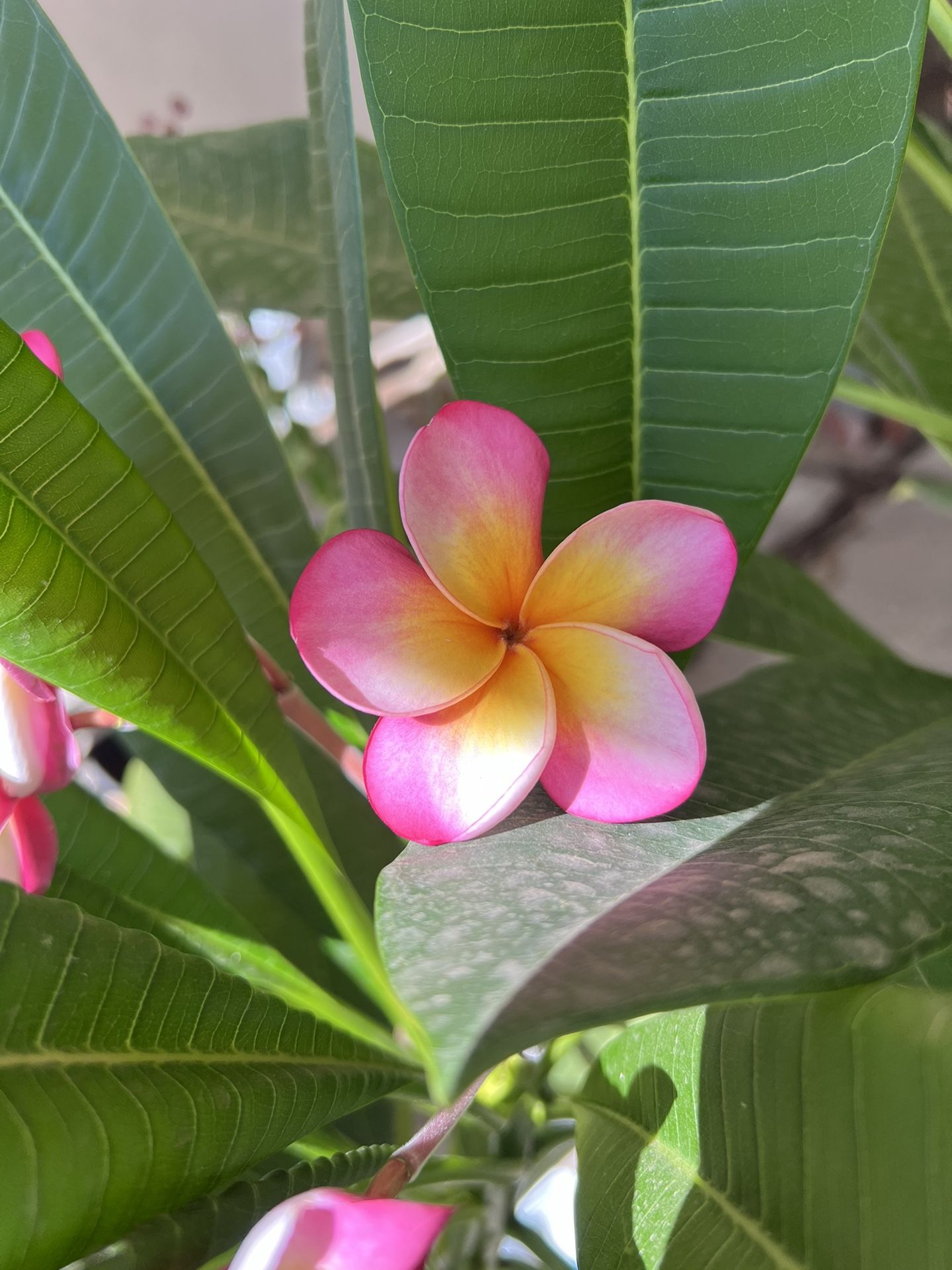 Plumeria Plant In A 1 Gallon Pot Flowers Are From Mother Plant