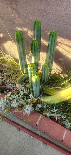 Cactus