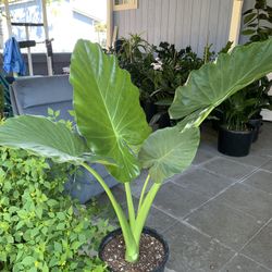 Indoor Elephant
