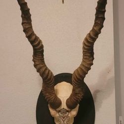 Mounted Blackbuck "Decor Skull" 