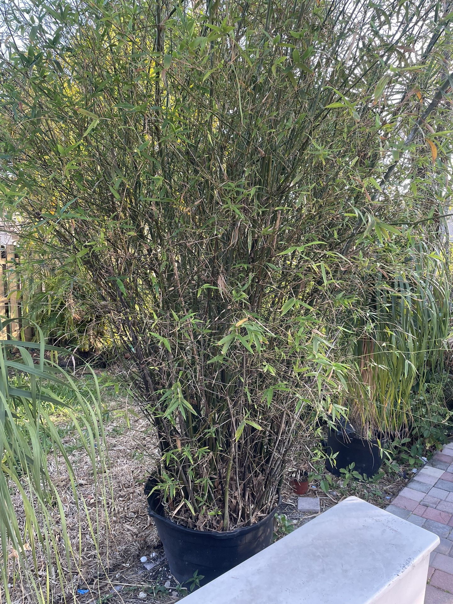 Bamboo Plant 14” Ft