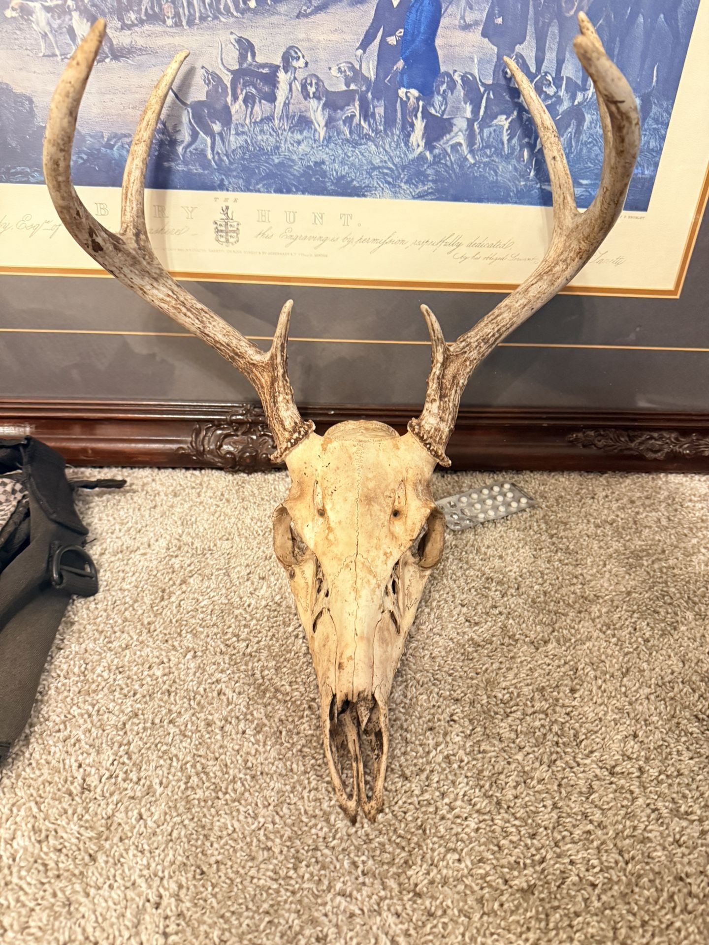 Deer Skull
