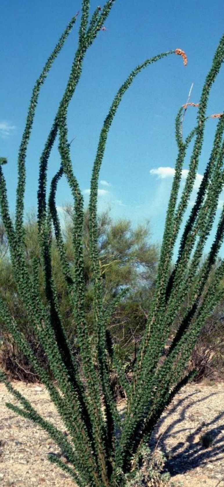 OCOTILLO. FREE Removal