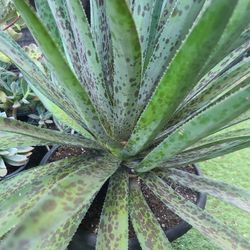 BEAUTIFUL AGAVE PLANTS. $35.